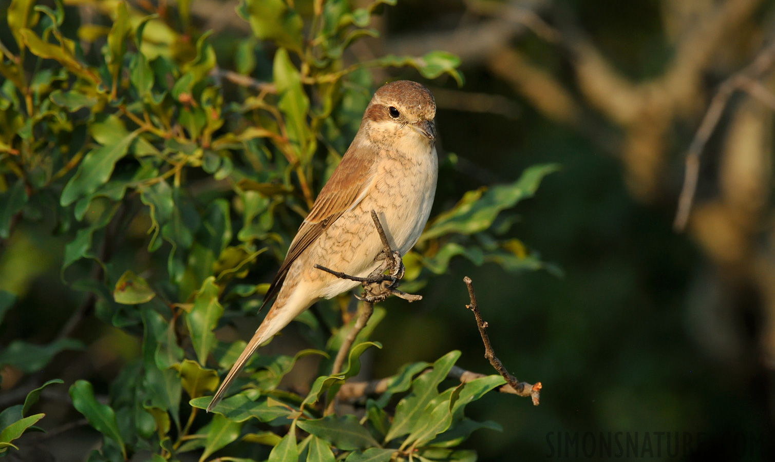 Lanius collurio [380 mm, 1/1600 sec at f / 8.0, ISO 1600]